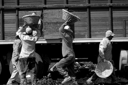 Workers load jicama into a truck in Tlaquiltenango