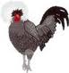 Polish hen