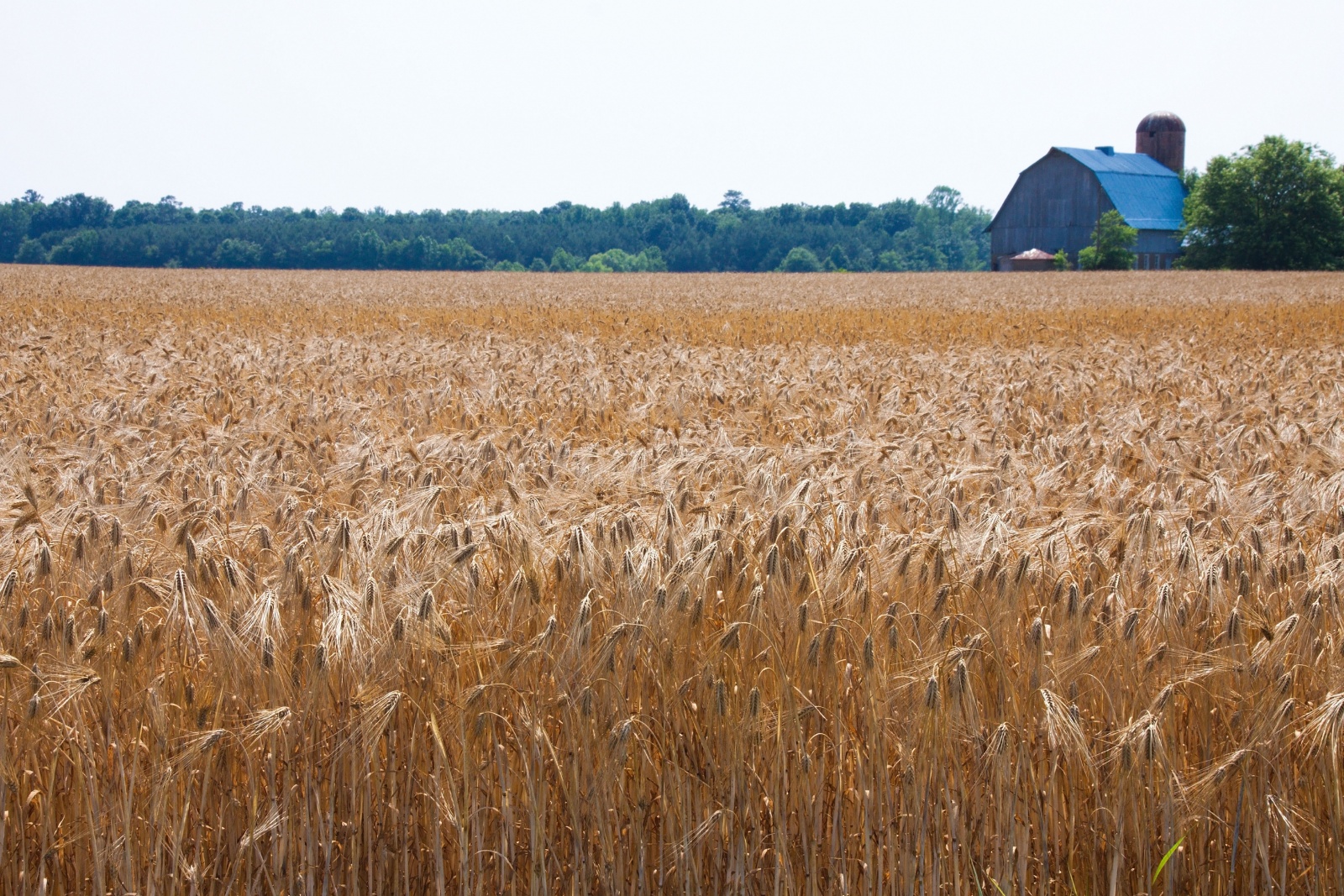 Wachapreague Commonweal Magazine