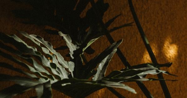 Poem | Coexistence | Commonweal Magazine